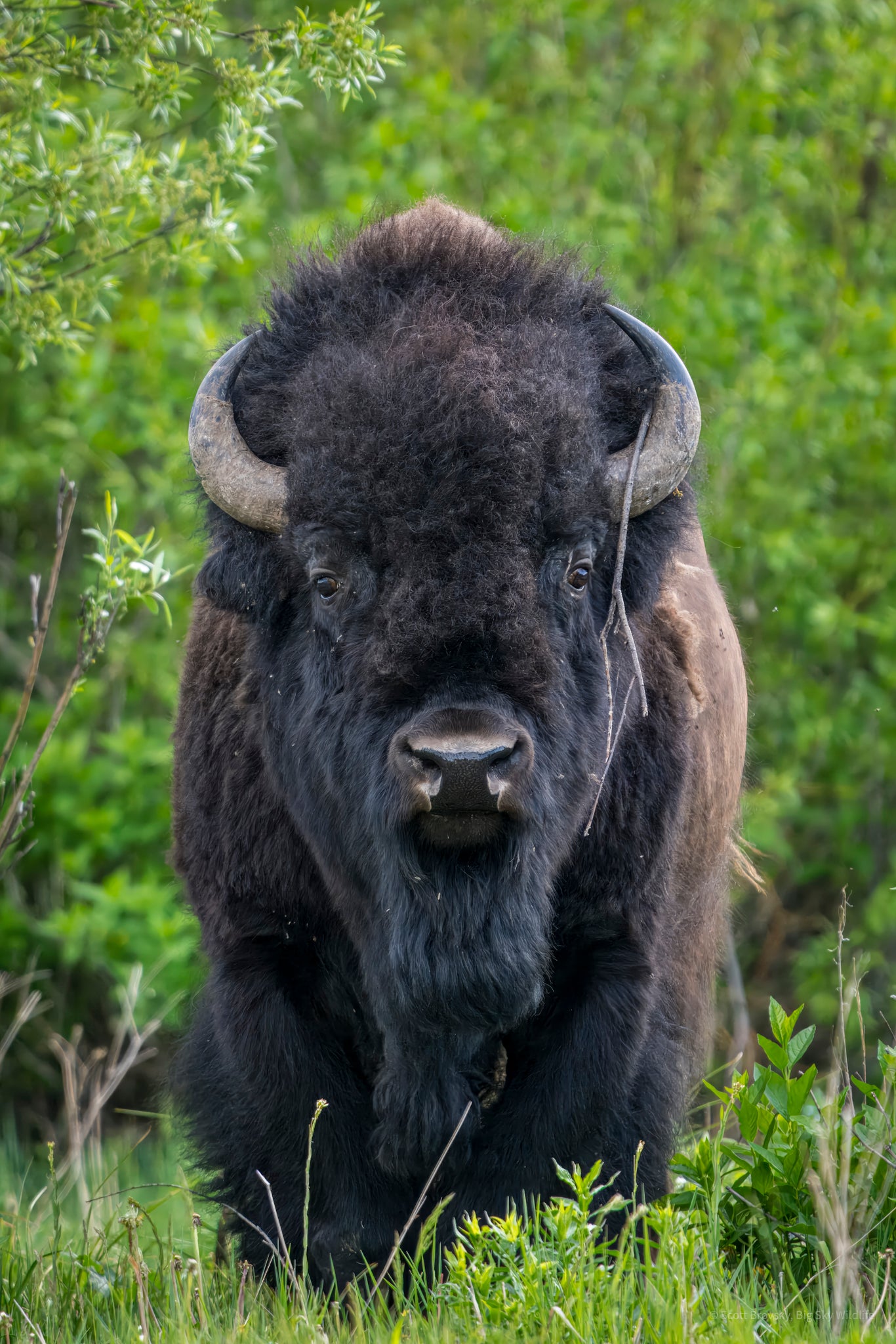 Bison Bull Comes Out of the Willows