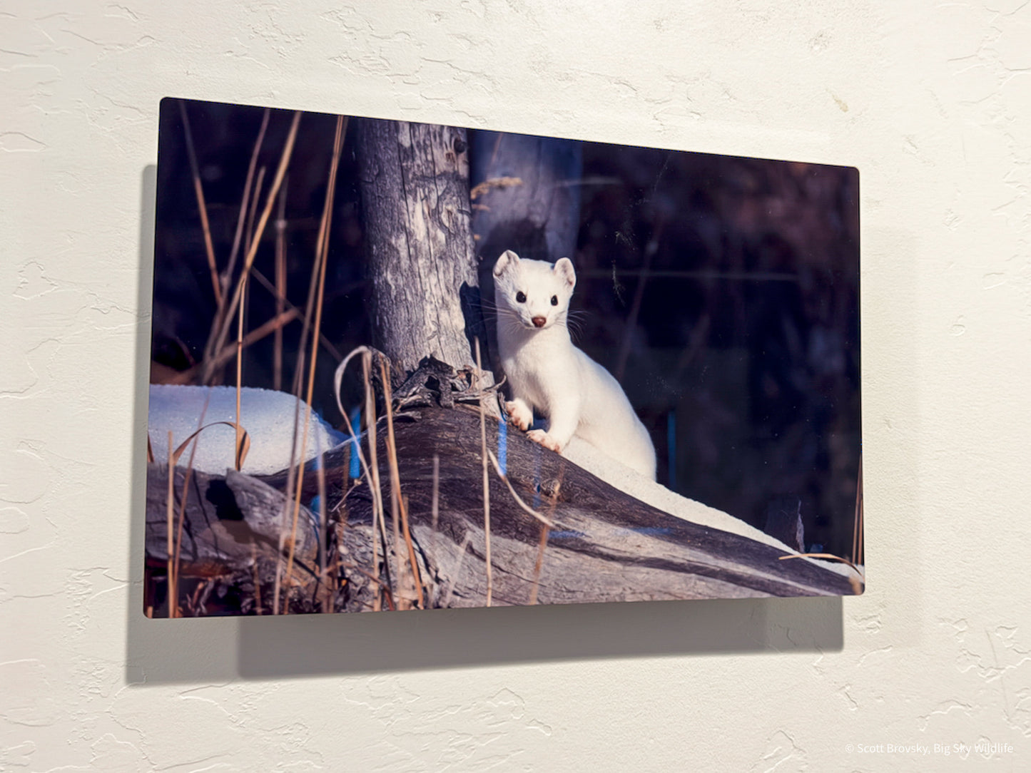 Ermine in His Winter Coat