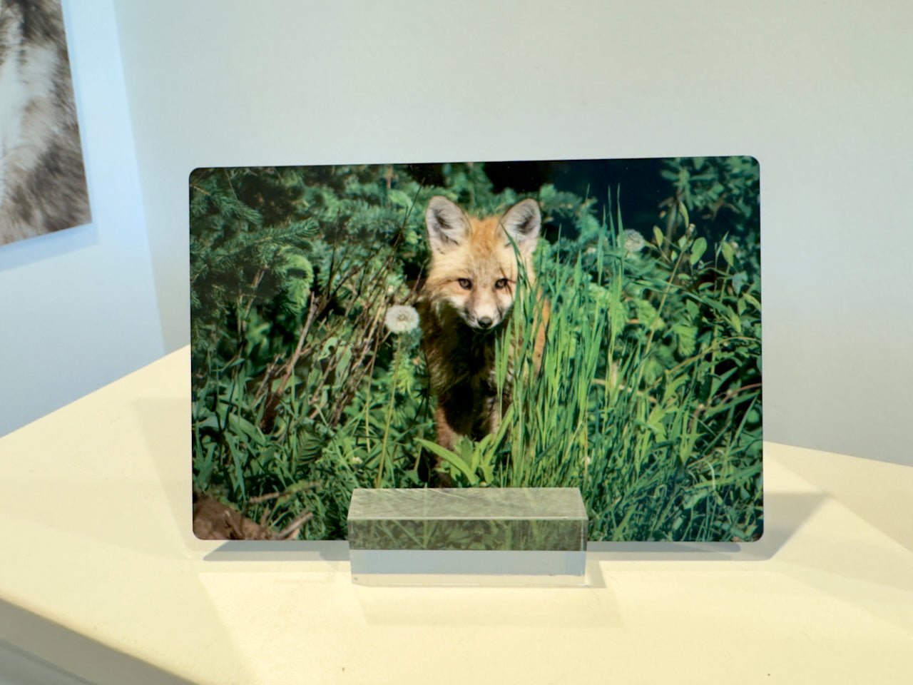 Red Fox Kit with Dandelion