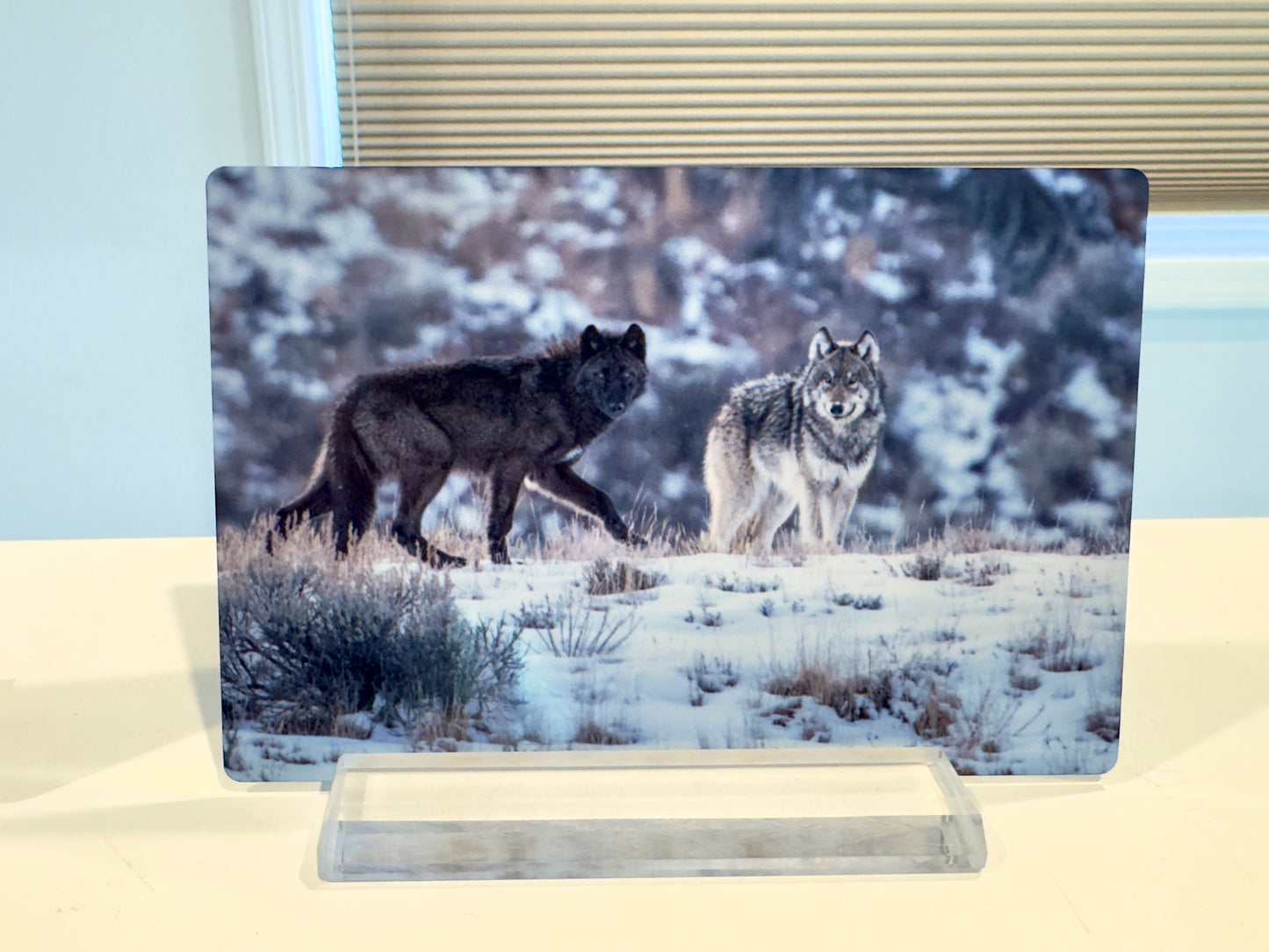 Two Wapiti Pack Wolves at Dusk