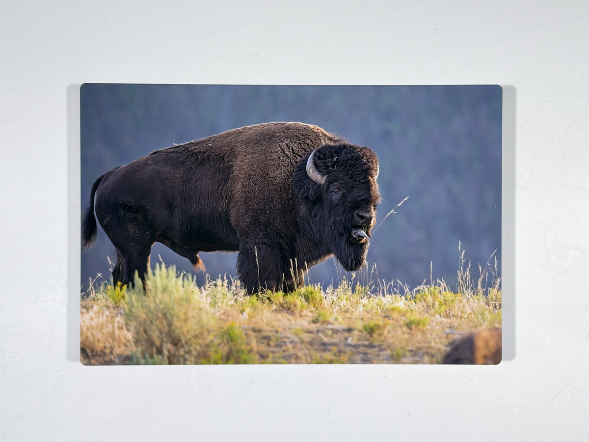 Bison bull bellowing at sunset, HD aluminum metal print displayed on a wall