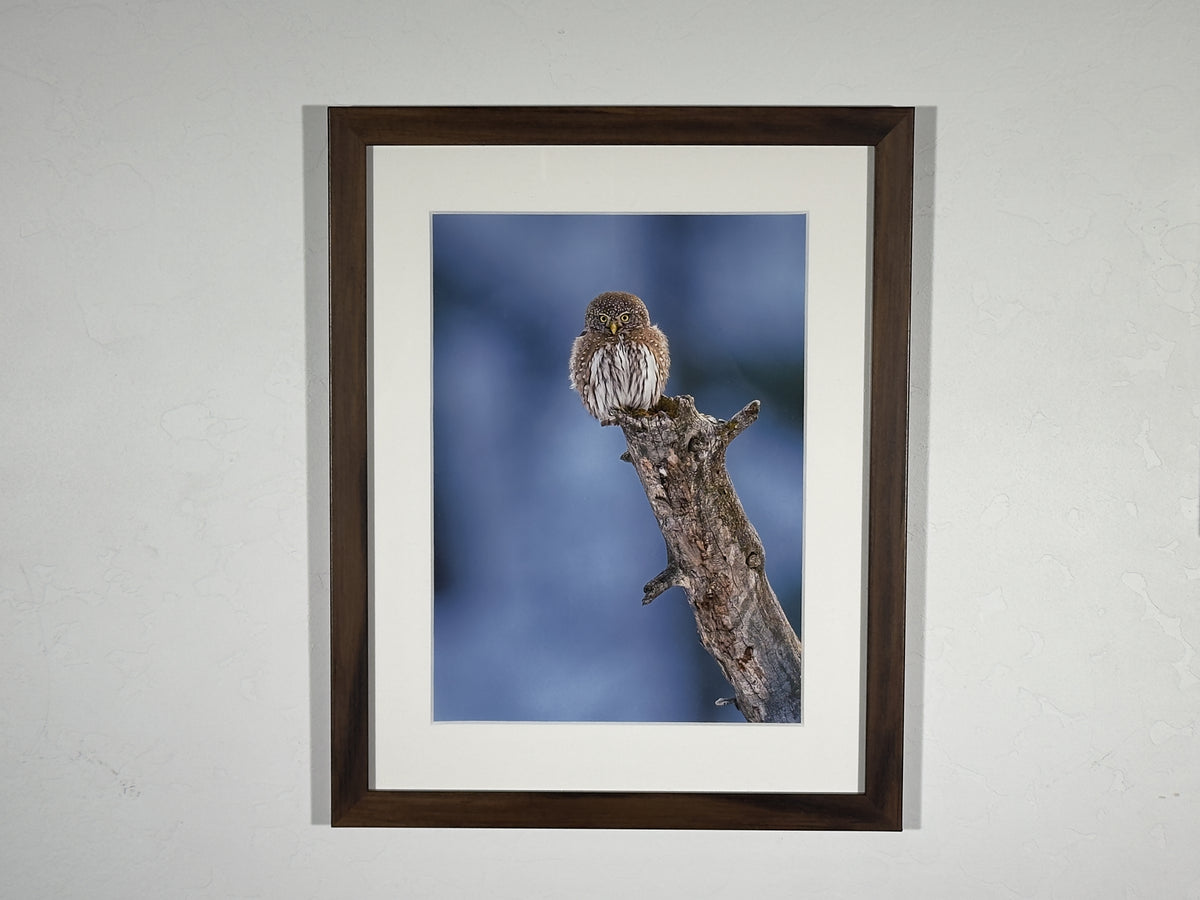 Pygmy Owl Portrait
