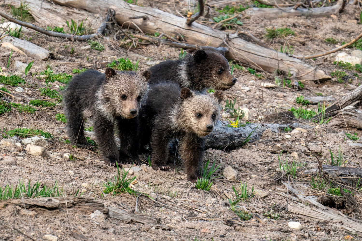 Summer in Yellowstone Collection