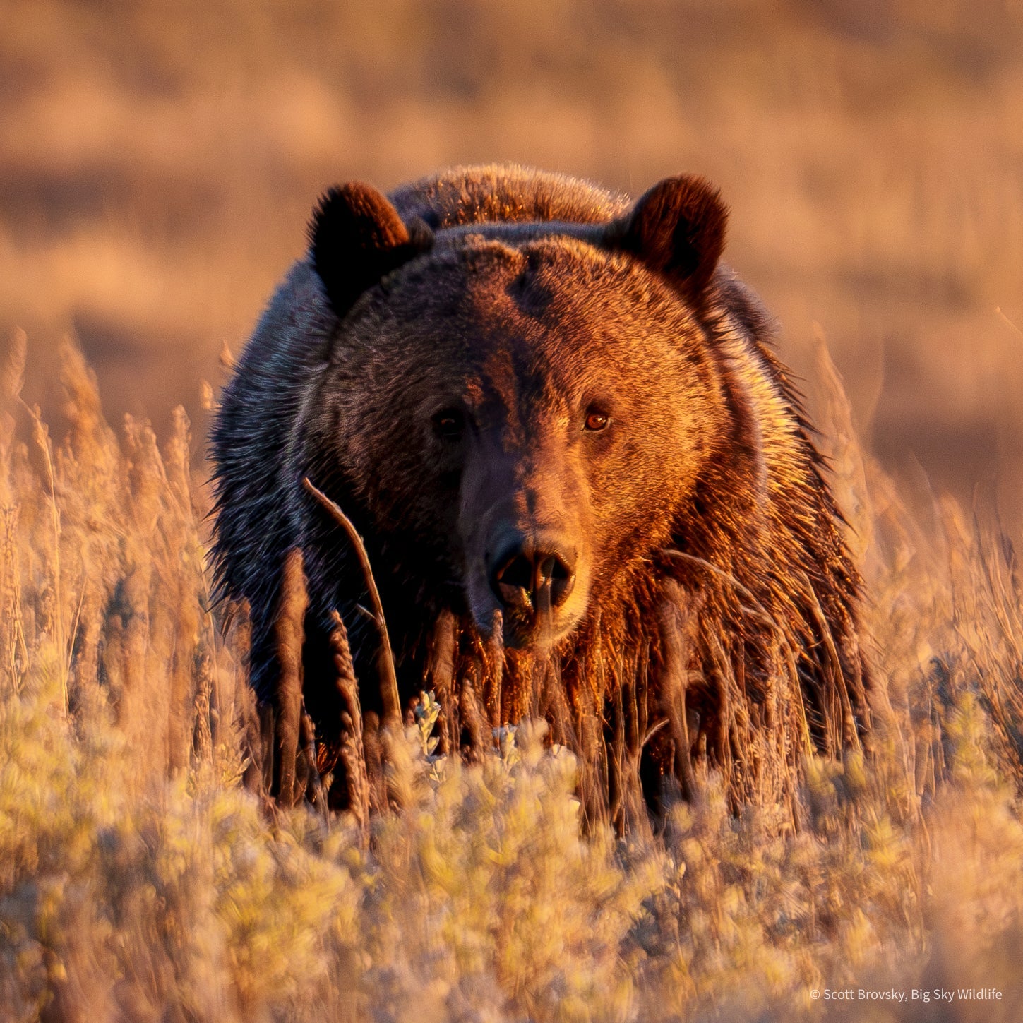 Bring Yellowstone Home: Prints for Sale