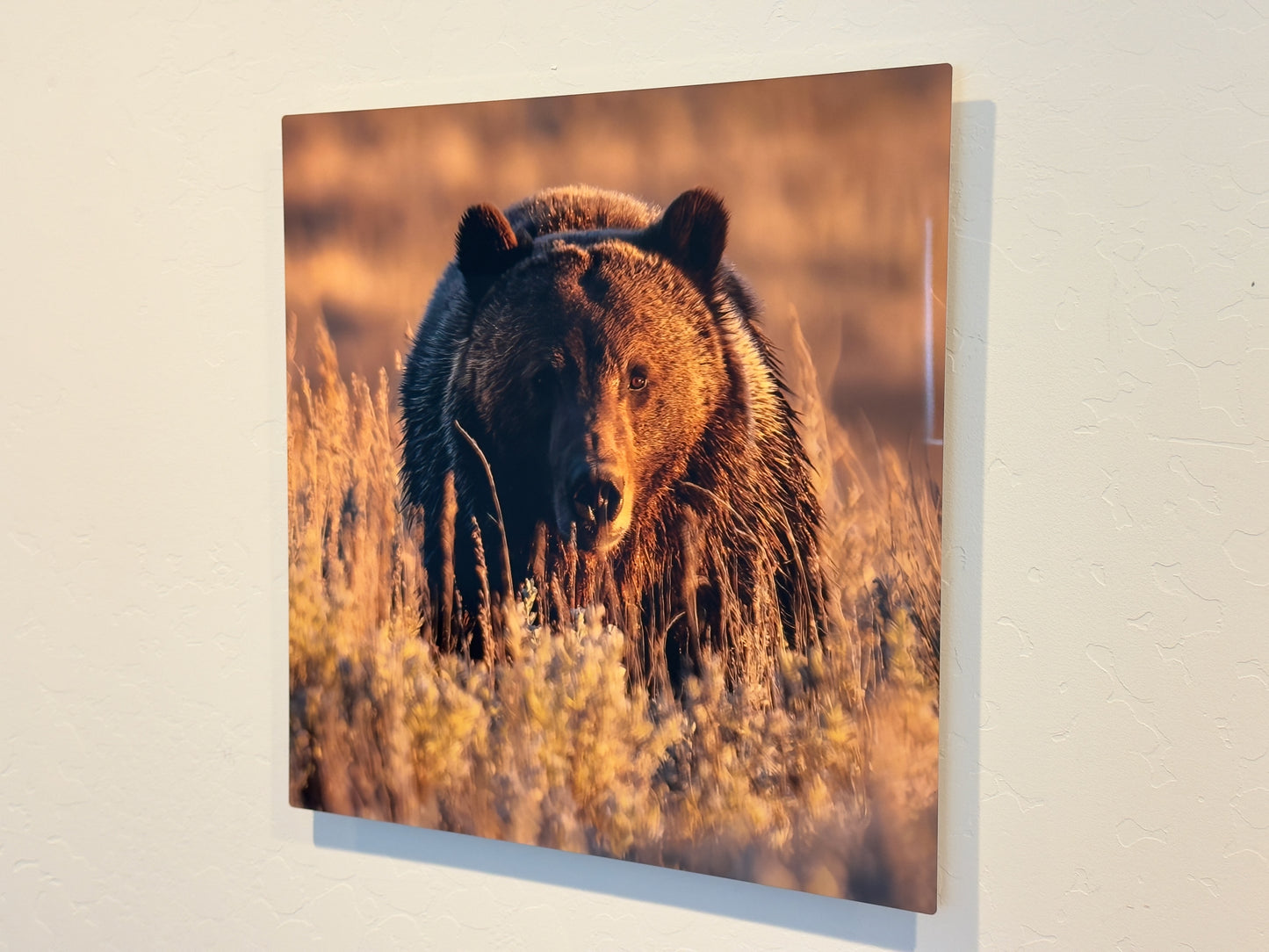 Grizzly Boar at Sunset in Lamar Valley
