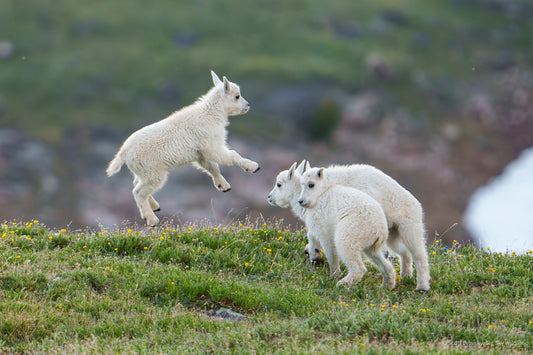 Baby Mountain Goats at Play
