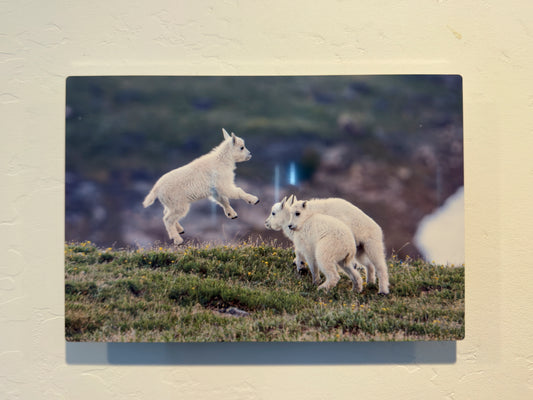 Baby Mountain Goats at Play