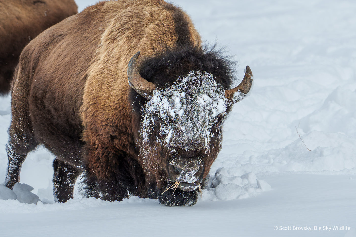 Big Bison Bull Eating in the Snow