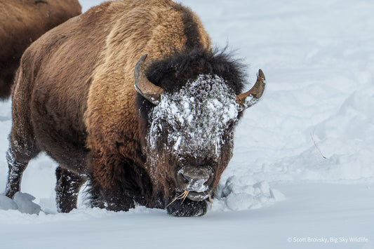 Big Bison Bull Eating in the Snow