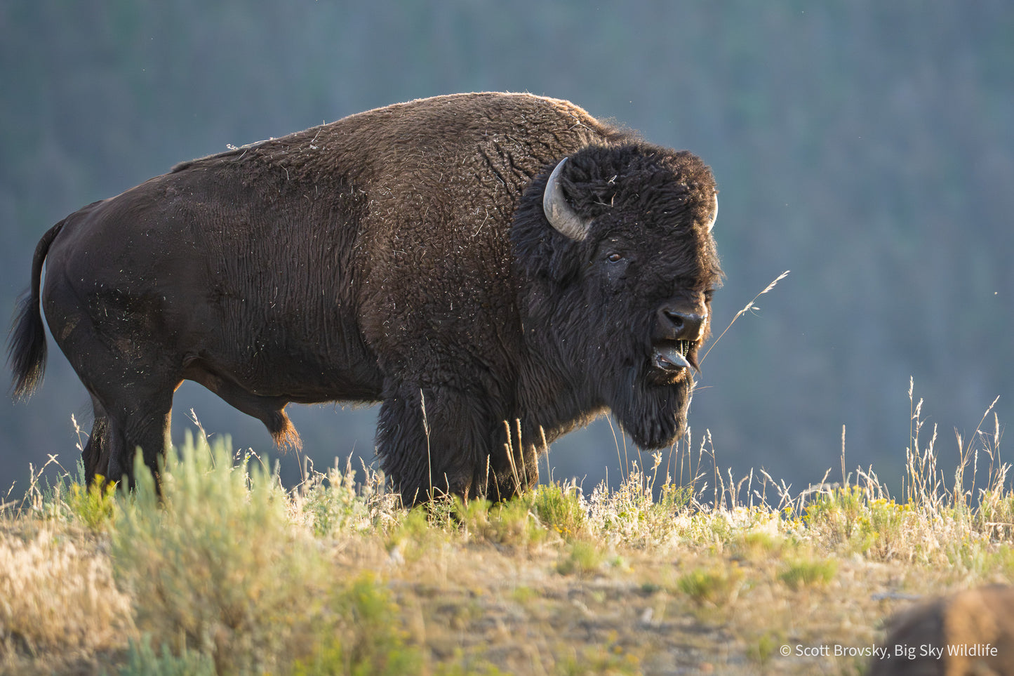 A Bison Bull Bellows in the Rut