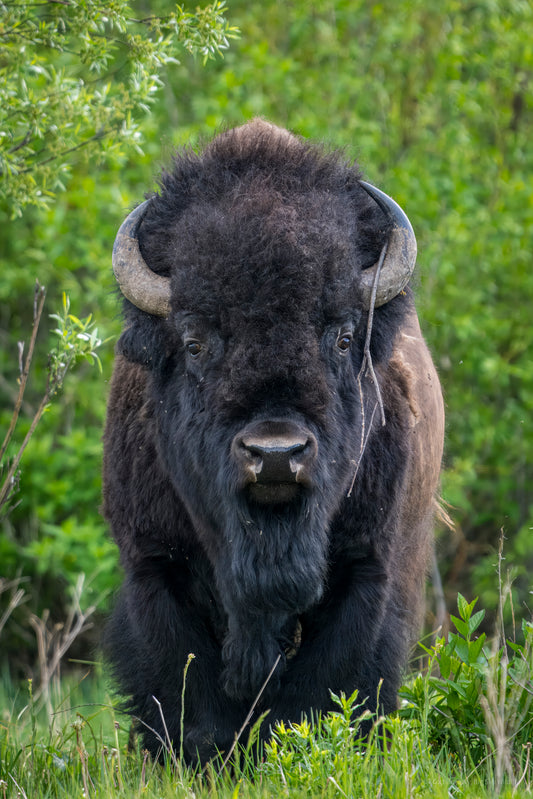 Bison Bull Comes Out of the Willows