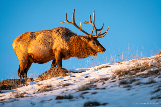 Bull Elk Foraging at Sunset