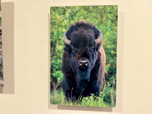 Bison Bull Comes Out of the Willows