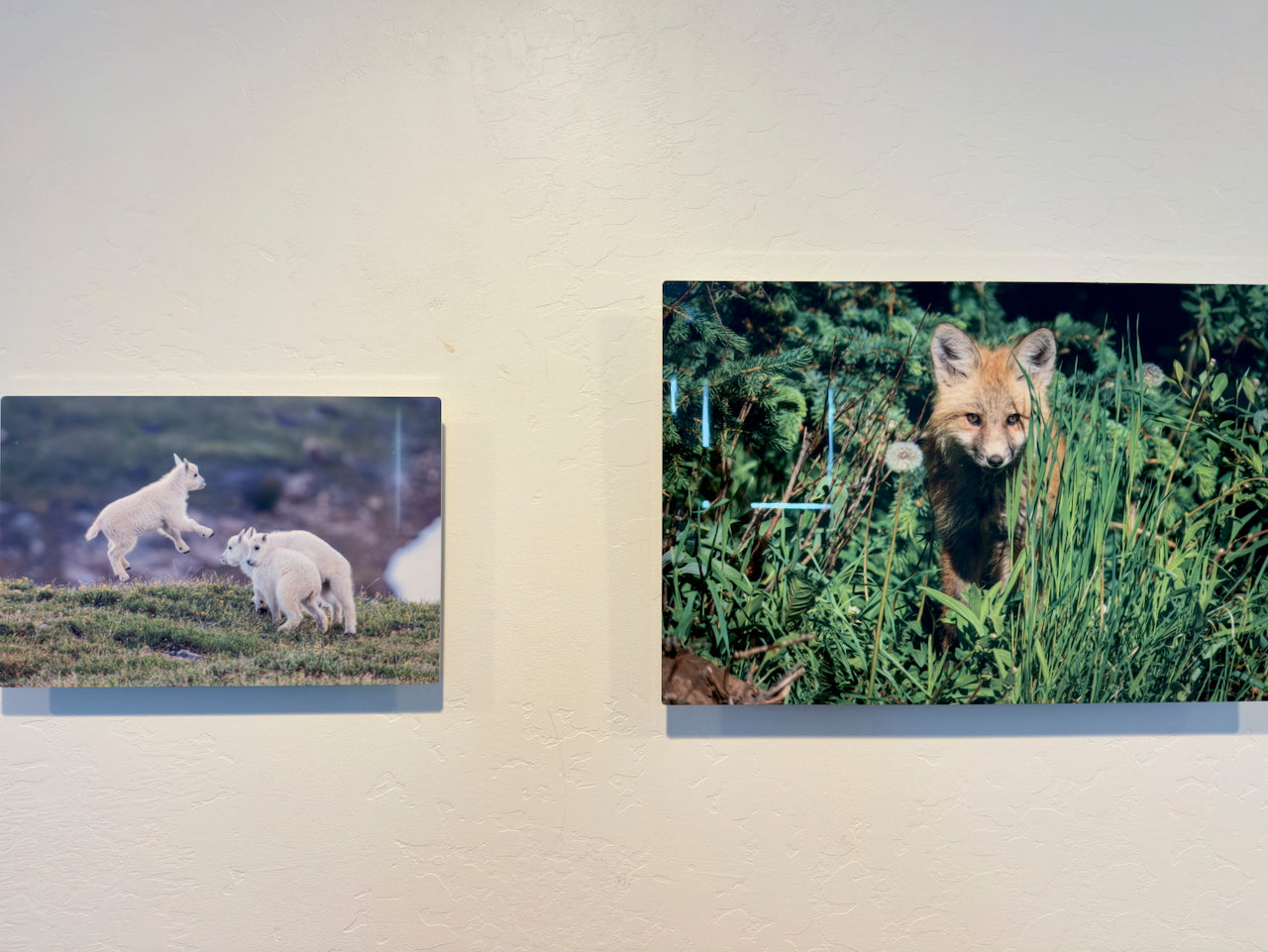 Baby Mountain Goats at Play