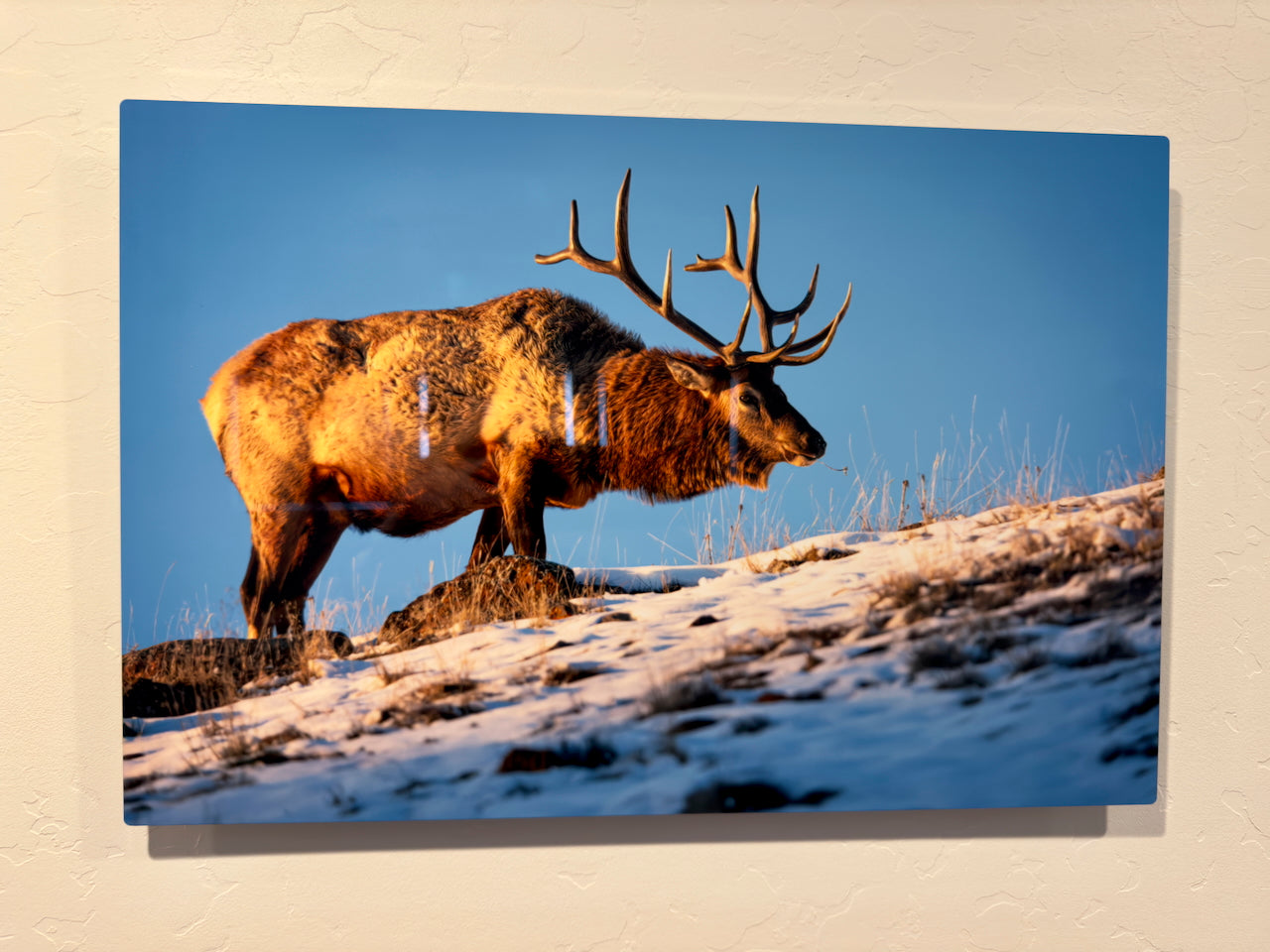 Bull Elk Foraging at Sunset