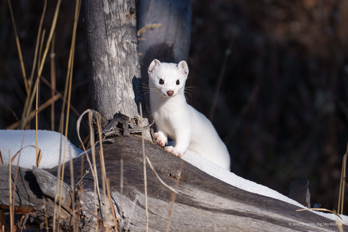 Ermine in His Winter Coat