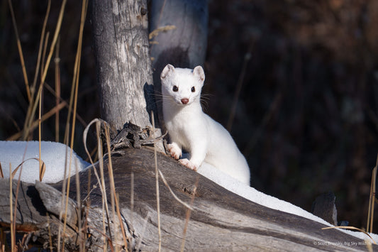 Ermine in His Winter Coat