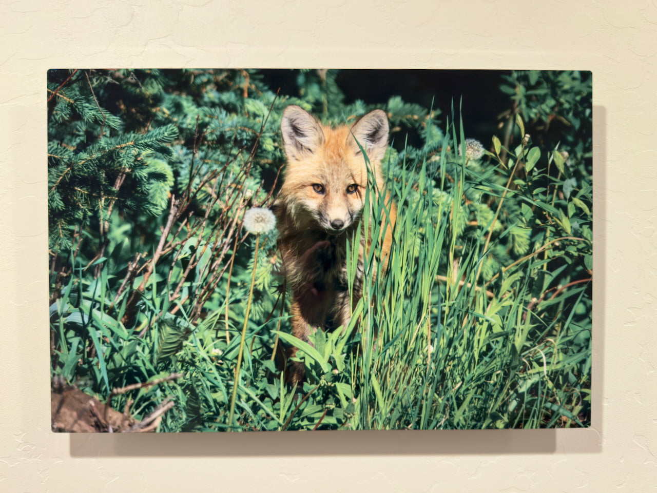 Red Fox Kit with Dandelion