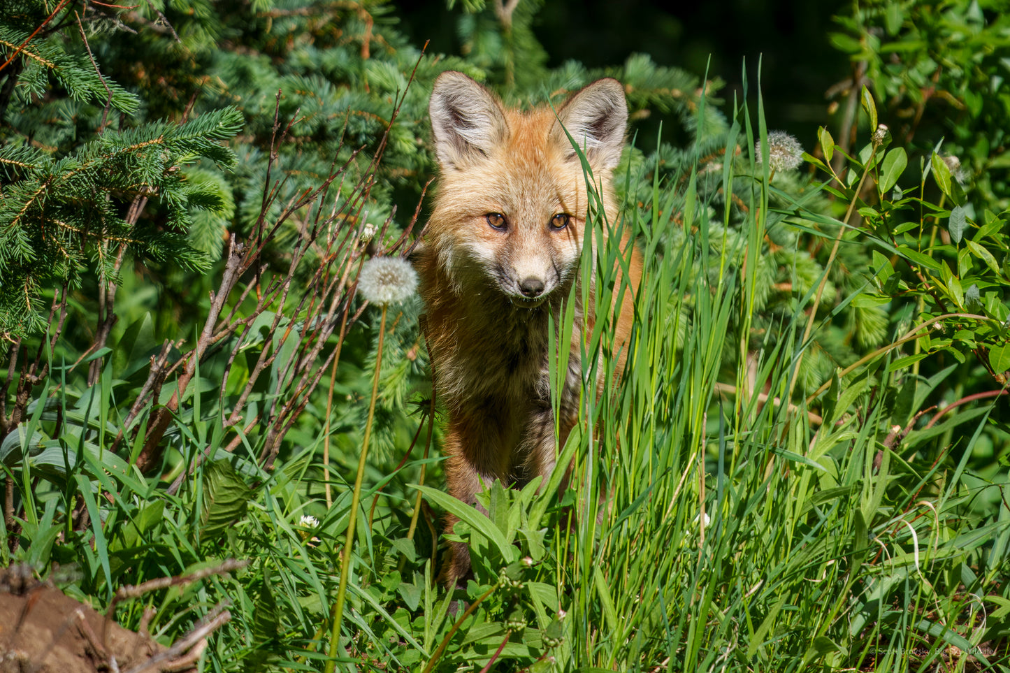 Red Fox Kit with Dandelion