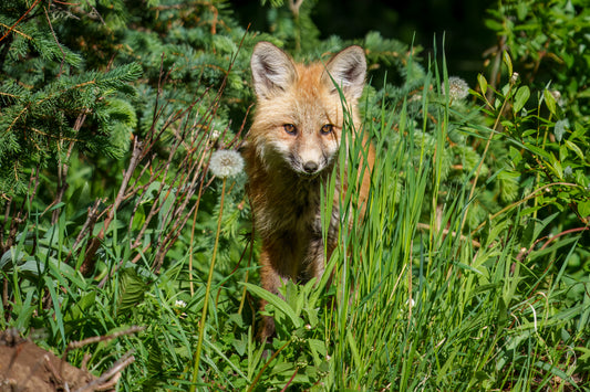 Red Fox Kit with Dandelion