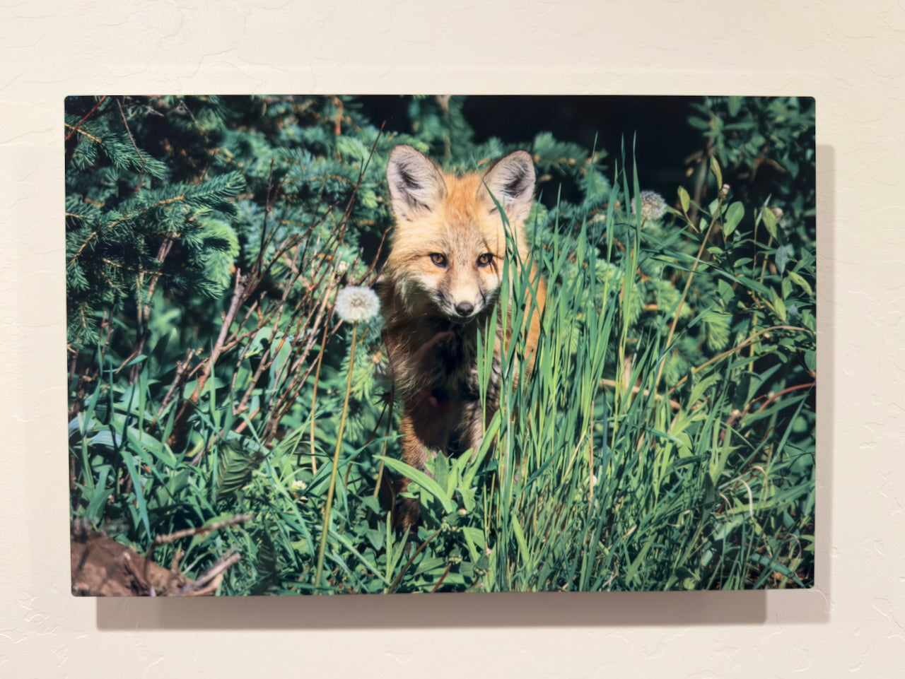 Red Fox Kit with Dandelion