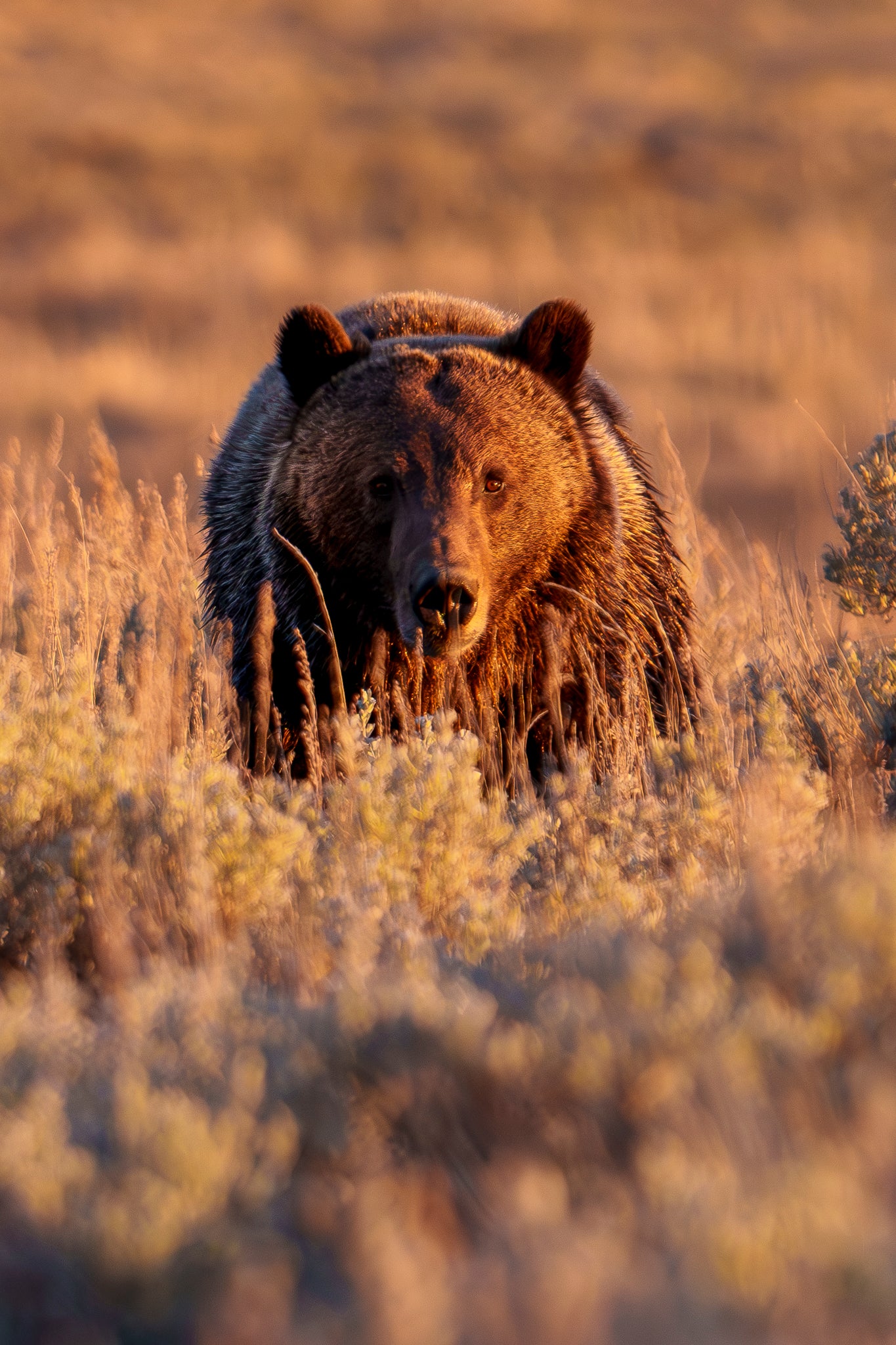 Grizzly Boar at Sunset in Lamar Valley
