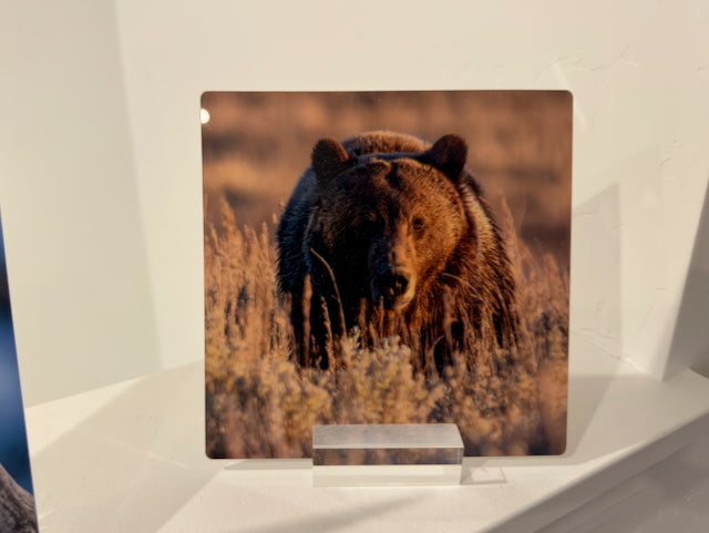 Grizzly Boar at Sunset in Lamar Valley