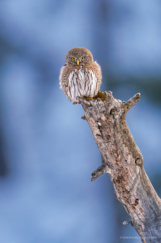 Pygmy Owl Portrait