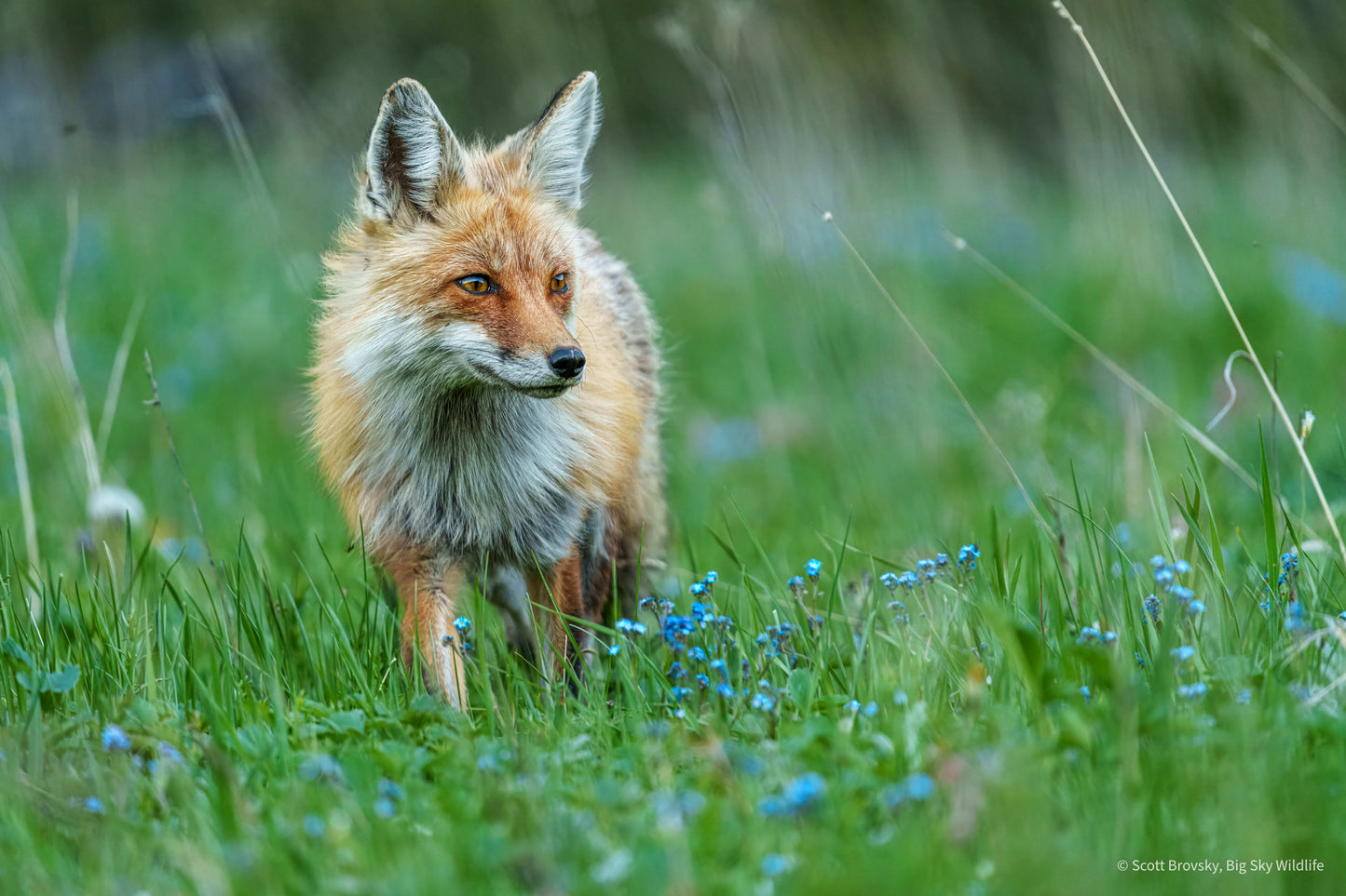 Red Fox in Spring Flowers