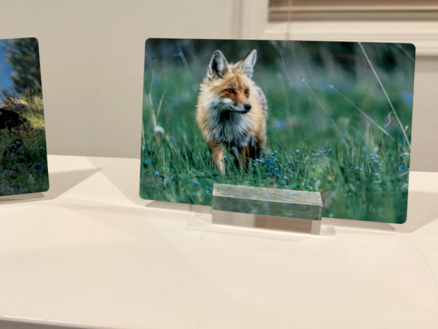 Red Fox in Spring Flowers