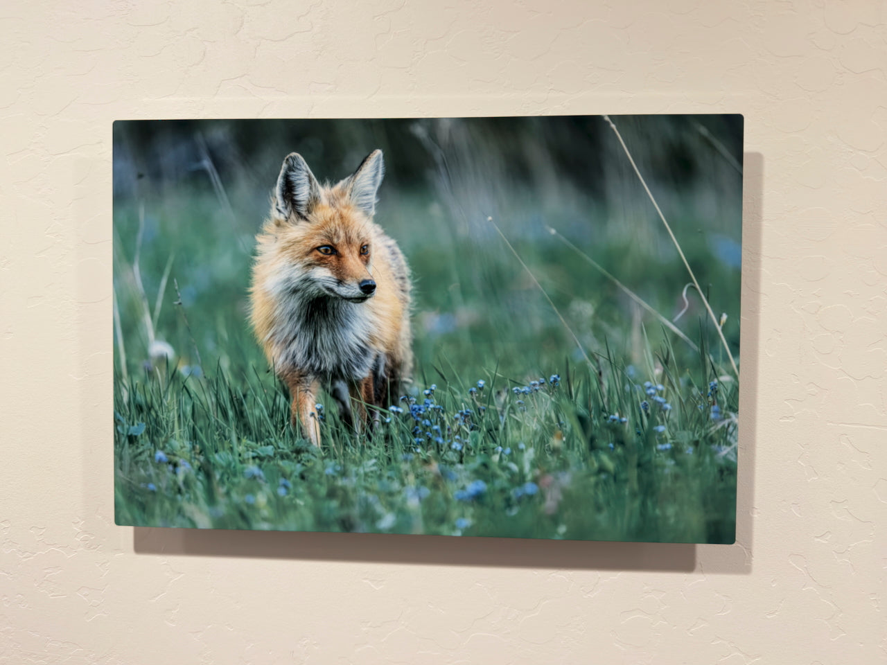 Red Fox in Spring Flowers