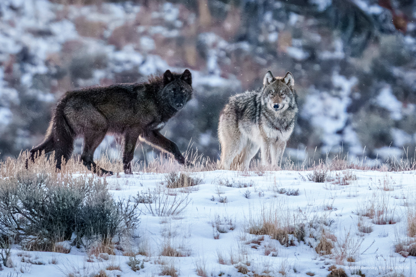 Two Wapiti Pack Wolves at Dusk