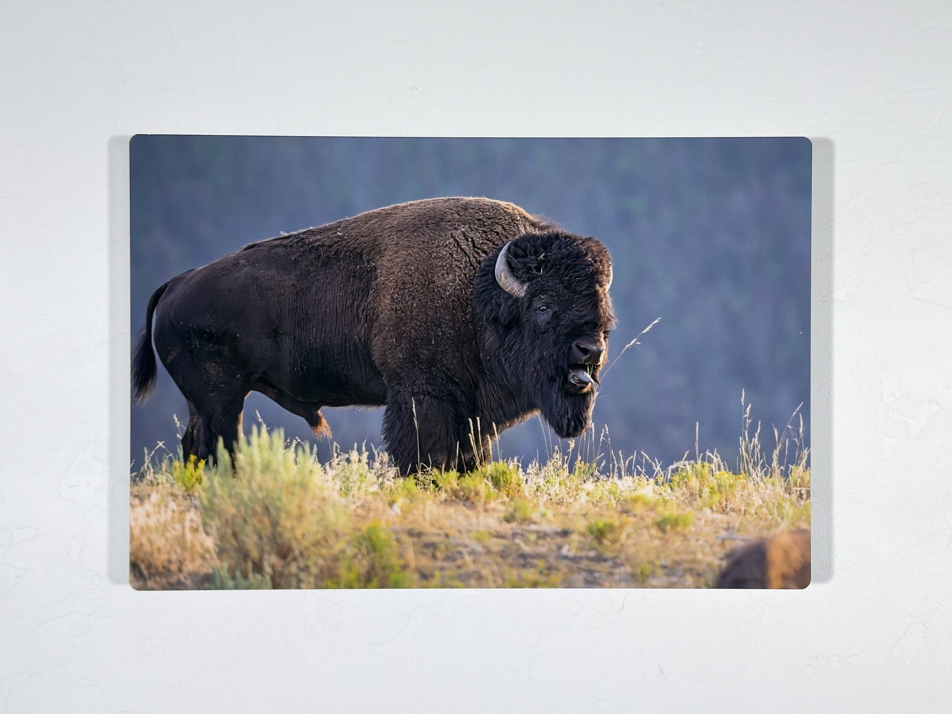Bison bull bellowing at sunset, HD aluminum metal print displayed on a wall