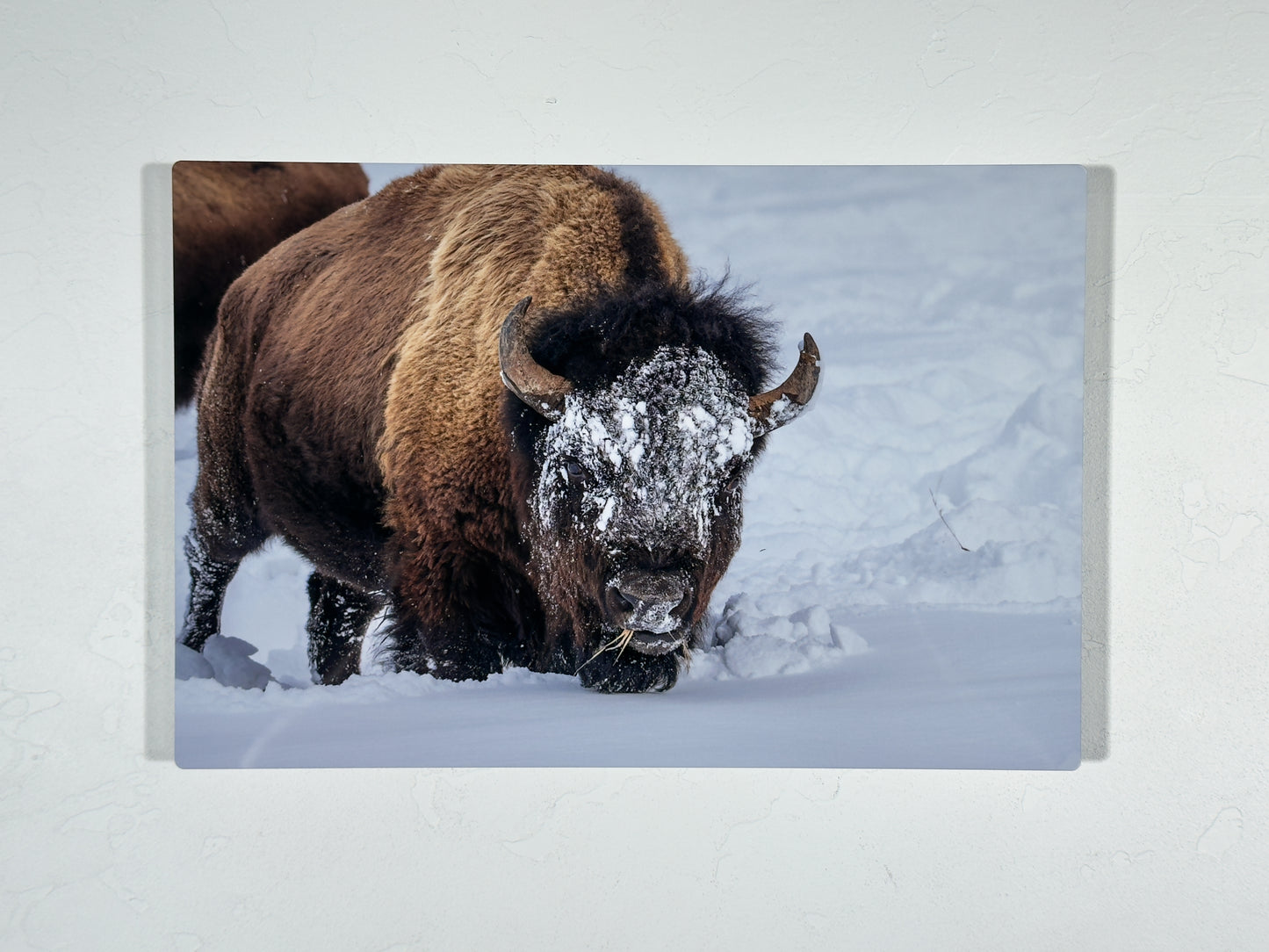 Bison Bull Shovels Snow